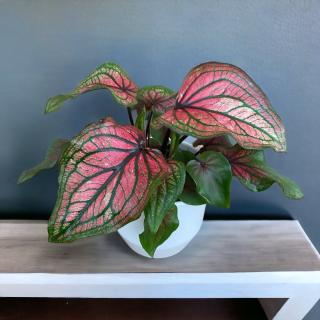 CALADIUM LUCIA PINK