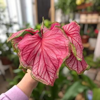 CALADIUM - SWEETHEART