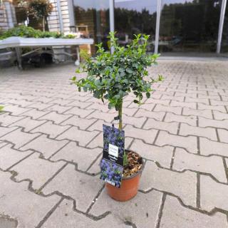 CEANOTHUS - THYRSIFLORUS REPENS (KMIENOK)