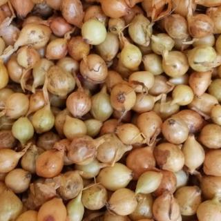 CIBUĽA SADBOVÁ ŠTUTGARTSKÁ (250 G)