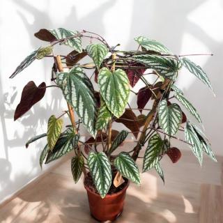 CISSUS DISCOLOR