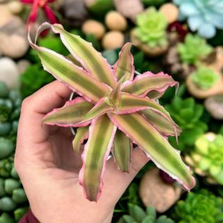 CRYPTANTHUS BIVITTATUS - PINK STAR