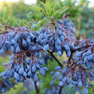 ČUČORIEDKA AZORSKÁ - BLAUTROPF (MODRÁ PERLA)