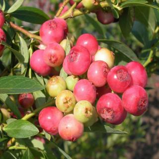 ČUČORIEDKA PINK BERRY