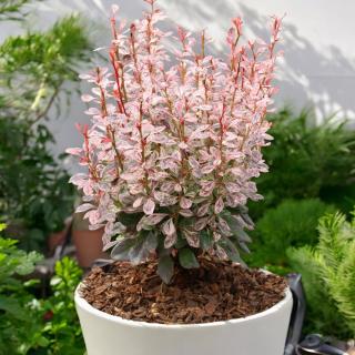 DRÁČ THUMBERGOV - ROSY ROCKET