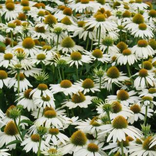 ECHINACEA PURPUREA - FEELING WHITE