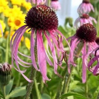 ECHINACEA PURPUREA - PALLIDA