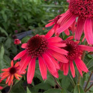 ECHINACEA PURPUREA - PAPALLO SEMI DOUBLE CHERRY