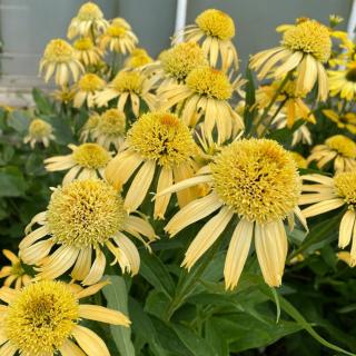 ECHINACEA PURPUREA - PAPALLO SEMI DOUBLE PEACH
