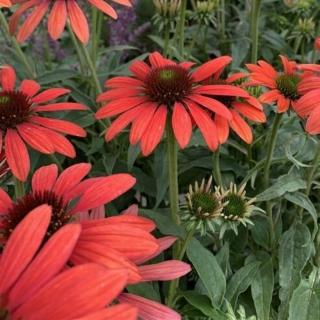 ECHINACEA PURPUREA - RED