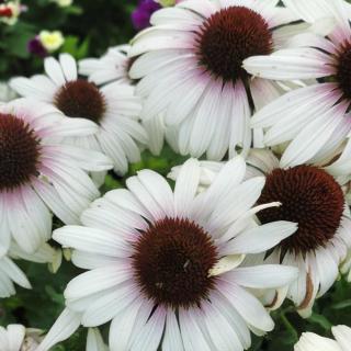 ECHINACEA PURPUREA - UNICA CHERRY ON ICE