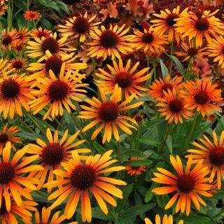 ECHINACEA PURPUROVÁ - FLAME THROWER