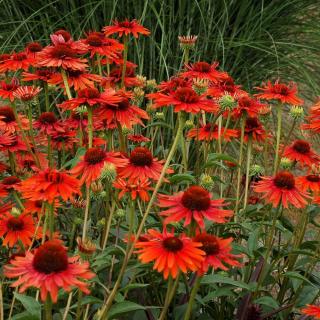 ECHINACEA PURPUROVÁ - HOT LAVA