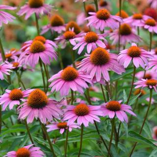 ECHINACEA PURPUROVÁ - LITTLE MAGNUS