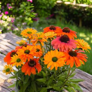 ECHINACEA PURPUROVÁ - MOODZ Farba: Oranžová