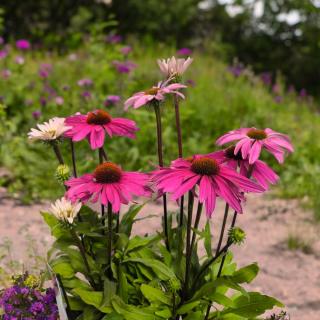ECHINACEA PURPUROVÁ - MOODZ Farba: Ružová