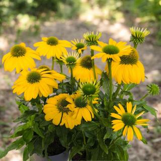 ECHINACEA PURPUROVÁ - MOODZ Farba: Žltá