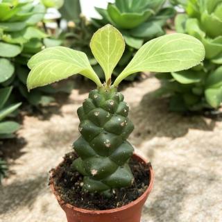 EUPHORBIA RITCHIEI