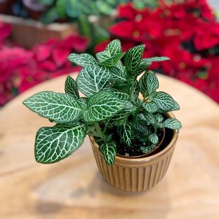 FITTONIA ALBIVENIS - WHITE