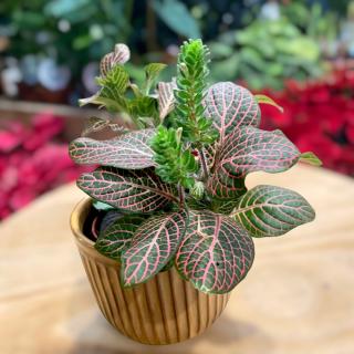 FITTONIA DARK PINK VEINS