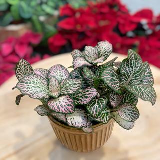 FITTONIA PINK VEINS