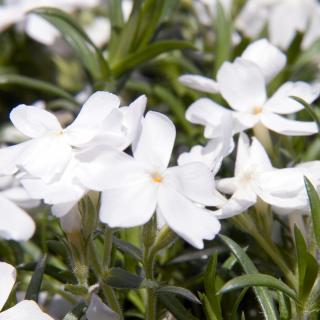 FLOX WHITE DELIGHT