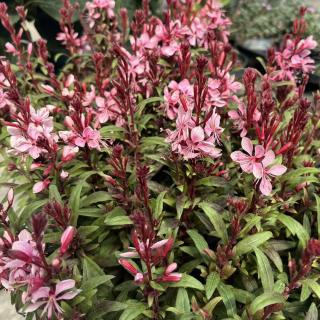 GAURA LINDHEIMEROVA - PINK DWARF