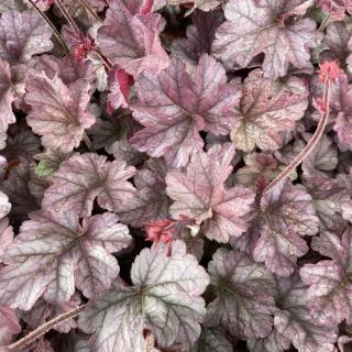 HEUCHERA - CINNABAR SILVER