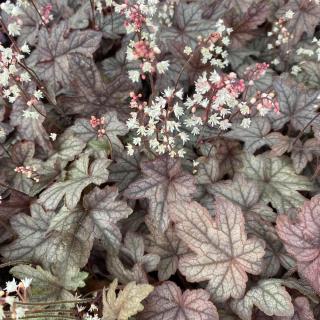 HEUCHERA - INFINITY