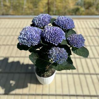 HORTENZIA KALINOLISTÁ - MAGICAL (NA KMIENKU) Farba: Modrá