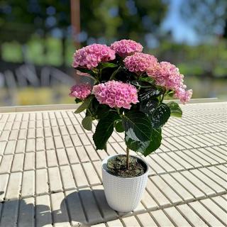 HORTENZIA KALINOLISTÁ - MAGICAL (NA KMIENKU) Farba: Ružová