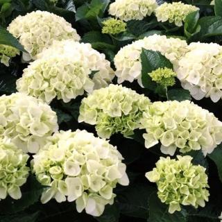 HORTENZIA KALINOLISTÁ - MOPHEAD WHITE