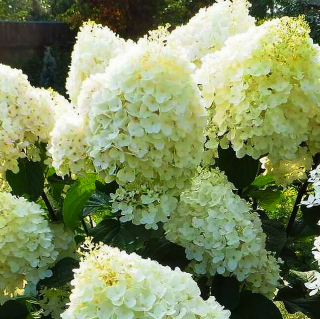 HORTENZIA METLINATÁ - DIAMANTINO®
