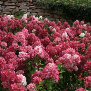 HORTENZIA METLINATÁ - DIAMOND ROUGE