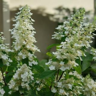 HORTENZIA METLINATÁ - KYUSHU