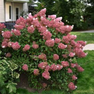 HORTENZIA METLINATÁ - VANILLE FRAISE