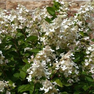 HORTENZIA METLINATÁ - WHITE GOLIATH