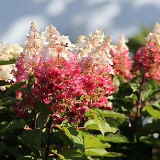 HORTENZIA METLINATÁ - WIMS RED
