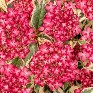 HORTENZIA PILOVITÁ - EUPHORIA PINK