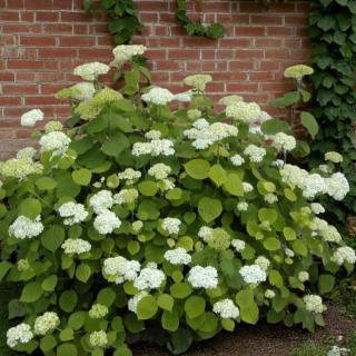 HORTENZIA STROMČEKOVITÁ - GRANDIFLORA