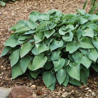 HOSTA - BLUE CADET