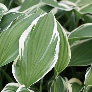 HOSTA - CAROL