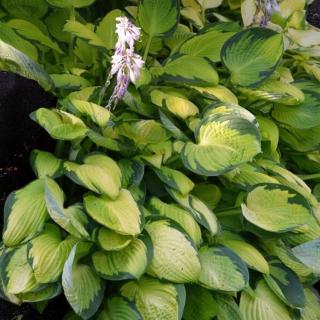 HOSTA - GOLD STANDARD