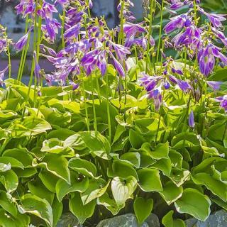 HOSTA - GOLDEN TIARA