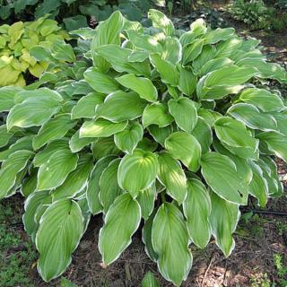 HOSTA - SUGAR AND CREAM