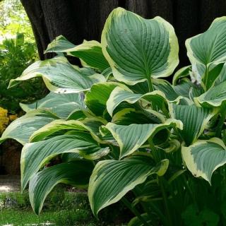 HOSTA - YELLOW RIVER