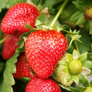 JAHODY AROMAS - FRIGO (ZVÄZOK 10 ks) - VIACKRÁT RODIACE