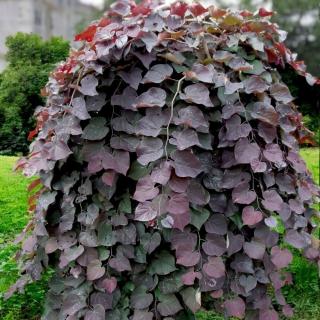 JUDÁŠOVEC KANADSKÝ (CERCIS) - RUBY FALLS