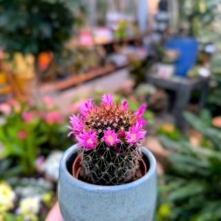 KAKTUS - MAMMILARIA ERNESTII