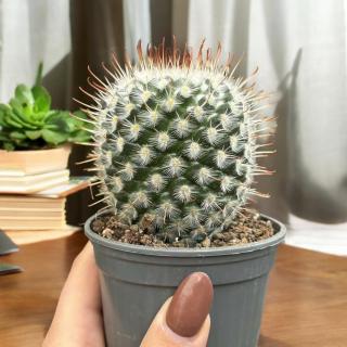 KAKTUS - MAMMILARIA